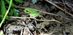 Hyla japonica
