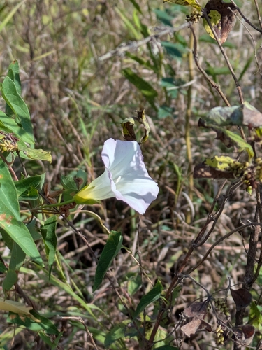 hedge bindweed