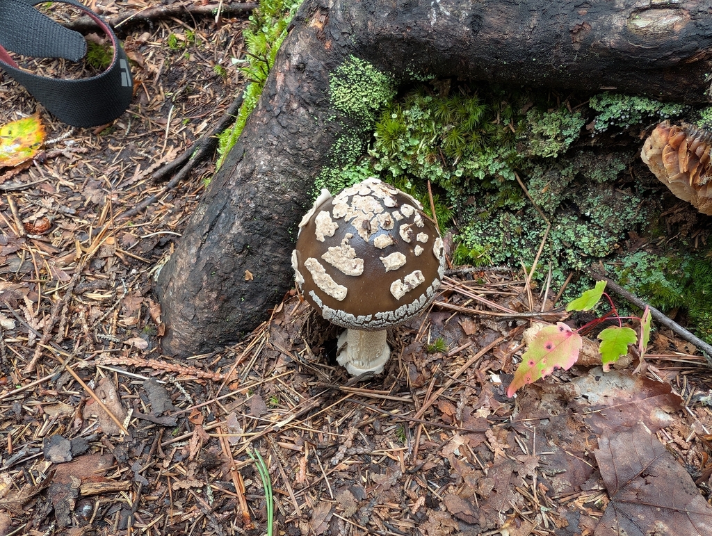 Brown American Star-footed Amanita · September 2026 · photo: Photo: (c) Eric Pedersen, some rights reserved (CC BY) · iNaturalist