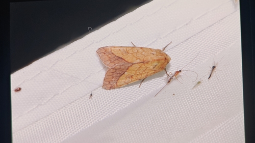 Bordered Sallow