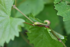 Neolasioptera vitinea