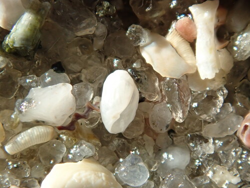 Acteocina canaliculata, 2026-09-05