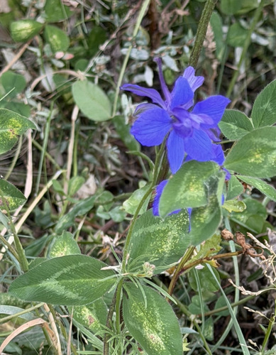 Delphinium ajacis observed 2026-09-05
