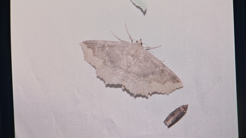 Arytrura subfalcata
