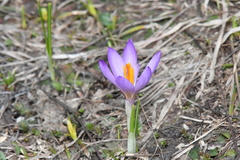 Crocus