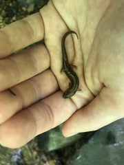 Desmognathus fuscus