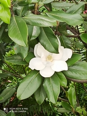 Magnolia tamaulipana