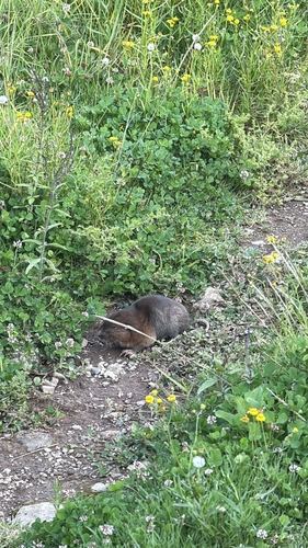Smoky Pocket Gopher