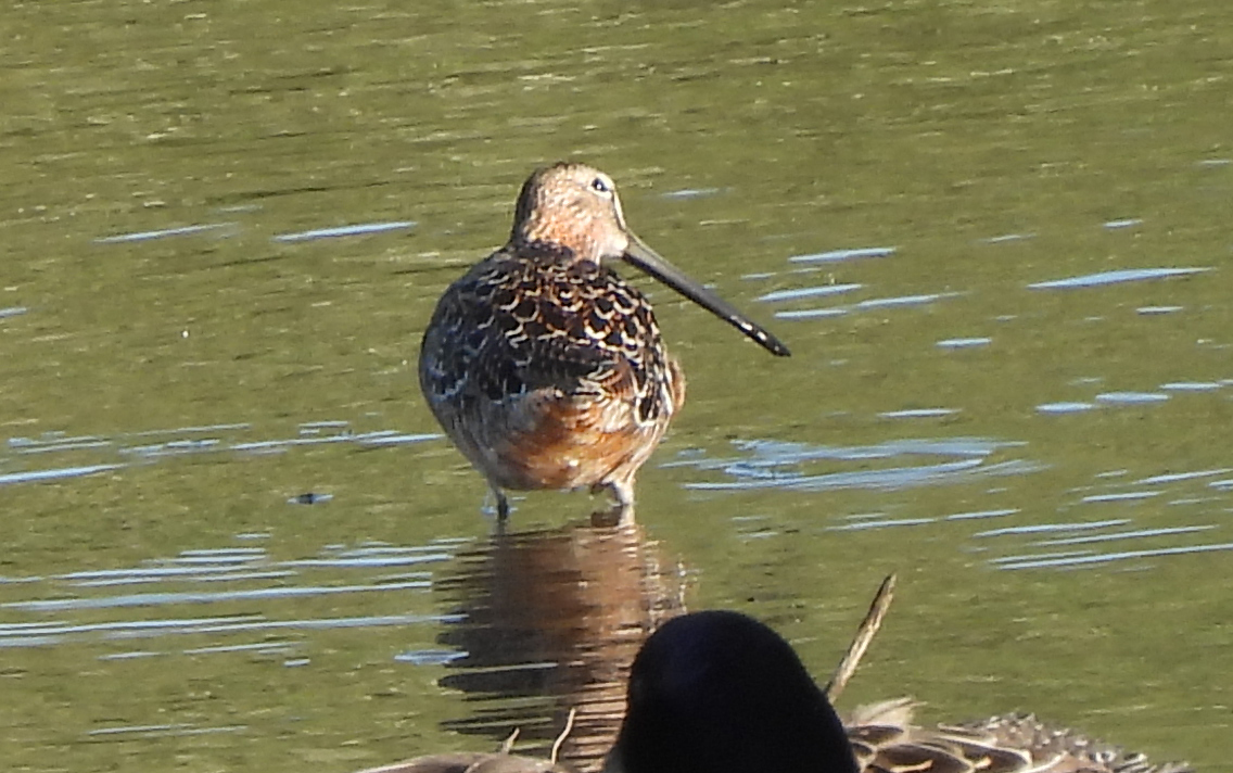Long-billed Dowitcher