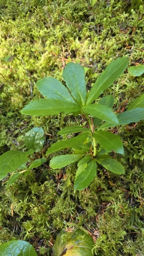 pipsissewa