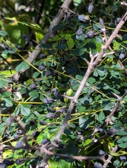 Baptisia tinctoria, photograph (c) portulaca, some rights reserved (CC BY)