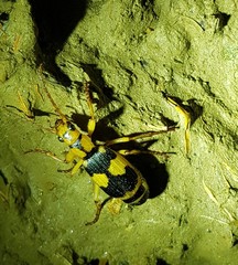 Pheropsophus jessoensis