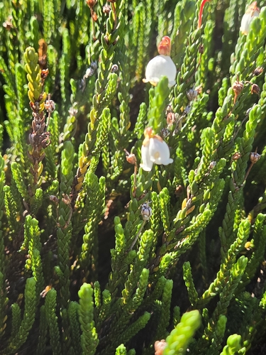 Cassiope mertensiana, photograph 2