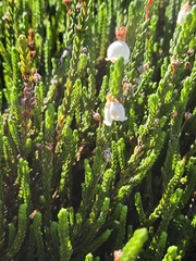 Cassiope mertensiana, photograph (c) Peter L Achuff, some rights reserved (CC BY)