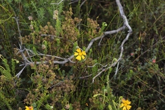 Ursinia dentata