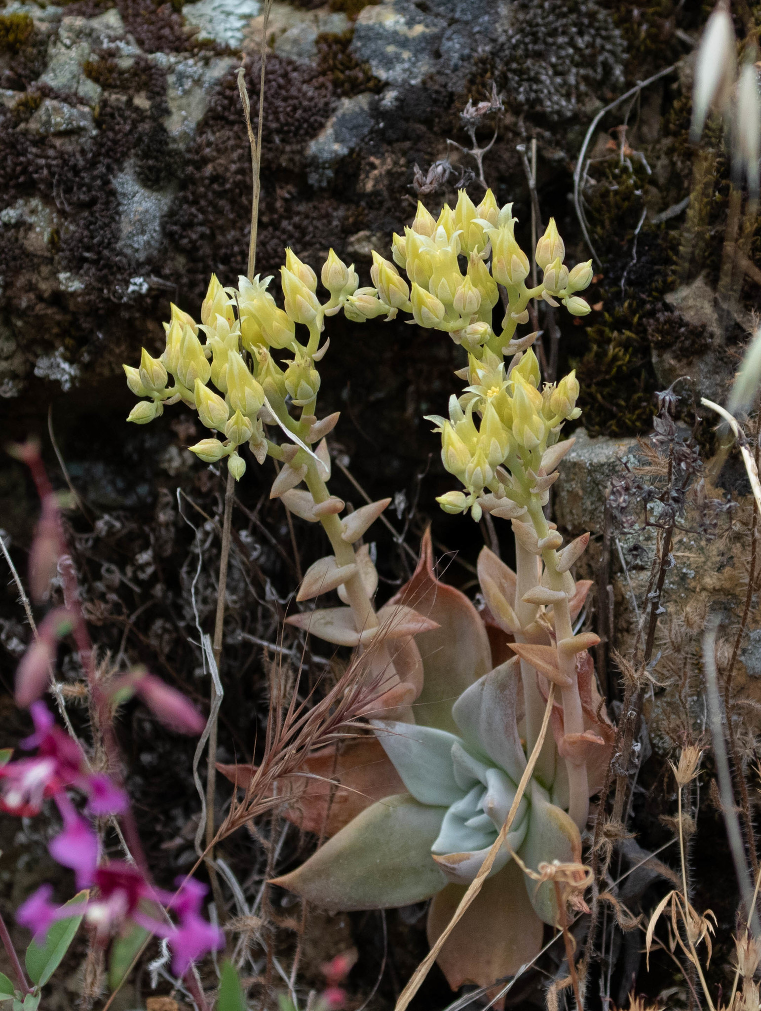 Dudleya cymosa ssp. paniculata