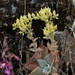 Dudleya cymosa paniculata - Photo (c) Dan Fitzgerald (Fitz), algunos derechos reservados (CC BY-NC), subido por Dan Fitzgerald (Fitz)