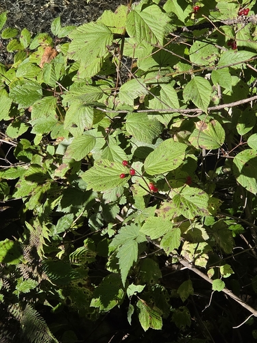 squashberry