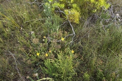 Ursinia dentata