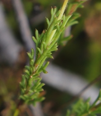 Ursinia dentata