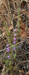 Sairocarpus vexillocalyculatus