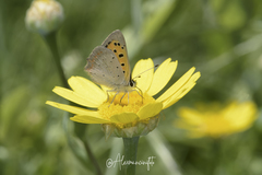 Lycaena phlaeas