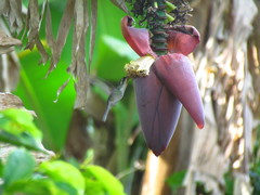 Lampornis viridipallens