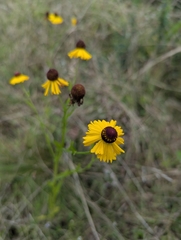 Helenium flexuosum, photograph (c) portulaca, some rights reserved (CC BY)