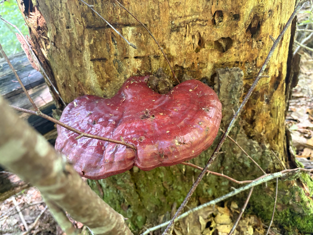 hemlock varnish shelf · September 2026 · photo: Photo: (c) Timothy Watkins, some rights reserved (CC BY) · iNaturalist