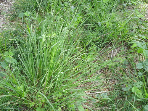 Image of Carolina Jointgrass (Coelorachis cylindrica) by (c) Sam Kieschnick, some rights reserved (CC BY)