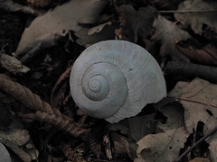 Helix pomatia