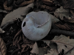 Helix pomatia