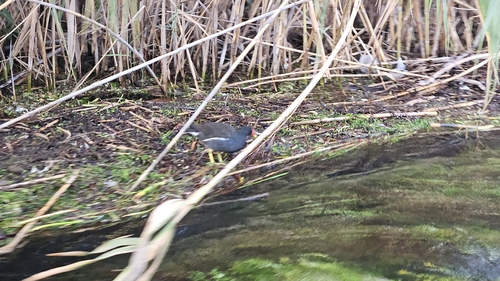 Eurasian Moorhen