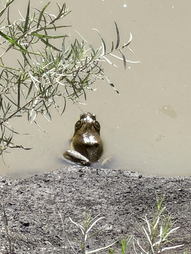 American Bullfrog