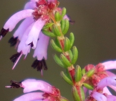Erica dispar