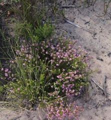 Erica dispar