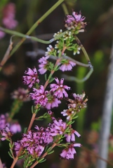 Erica dispar