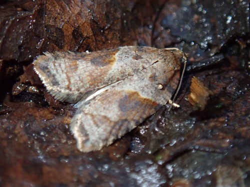 Marbled Button photo 2