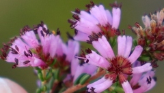 Erica dispar