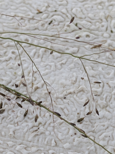 Muhlenbergia uniflora, 2026-09-02