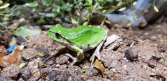 Hyla japonica