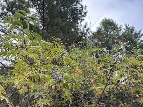 blue elder