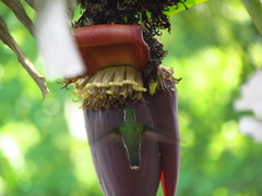 Lampornis viridipallens