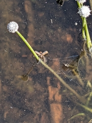 Eriocaulon aquaticum, photograph (c) Moe Meikle, some rights reserved (CC BY)