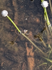 Eriocaulon aquaticum, photograph (c) Moe Meikle, some rights reserved (CC BY)