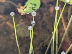 Eriocaulon aquaticum, photograph (c) Moe Meikle, some rights reserved (CC BY)