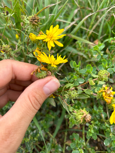 Curlycup Gumweed
