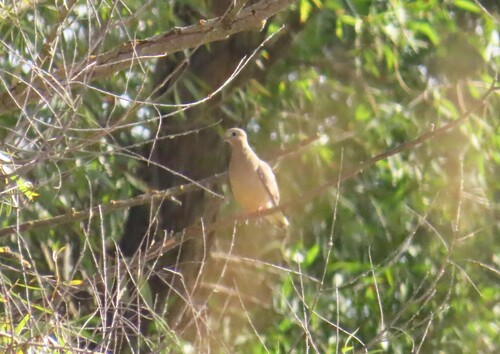 Mourning Dove
