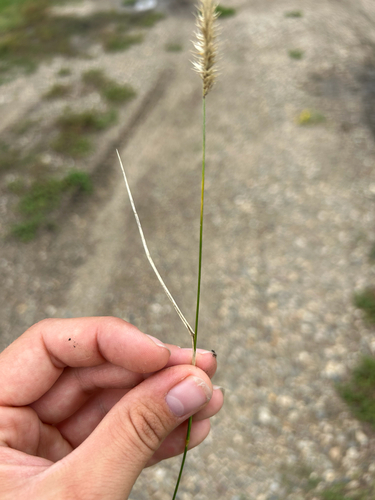 Crested Wheatgrass