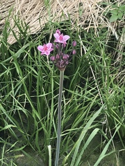 Butomus umbellatus